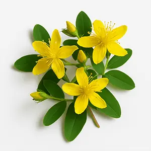 Mind Vault Ingredient